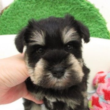 ミニチュアシュナウザー【大阪府・男の子・2025年10月22日・ブラック&シルバー】の写真「大変可愛い子が産まれました(*^_^*)」