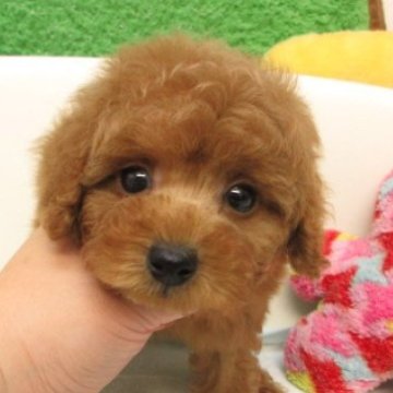 トイプードル(タイニー)【大阪府・男の子・2025年9月5日・レッドフォーン(レッド)】の写真「ＰＲＡ,DM発症なし。」