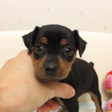 ミニチュアピンシャー【大阪府・女の子・2025年9月17日・ブラック&タン】の写真「変性性脊髄症（DM)発症なし。」