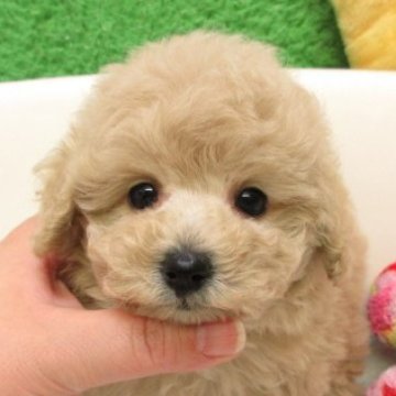 トイプードル(タイニー)【大阪府・男の子・2025年10月20日・ペールフォーン(シャンパン)】の写真「ＰＲＡ,DM発症なし。タイニーサイズ小さめ予想です」