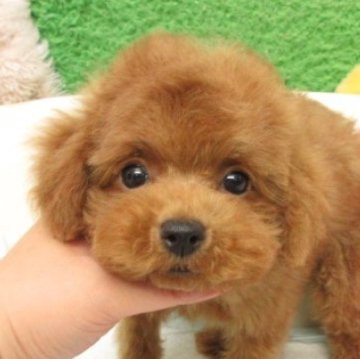 タイニープードル【大阪府・男の子・2025年8月15日・レッドフォーン(レッド)】の写真「ＰＲＡ,DM発症なし。」