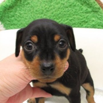 ミニチュアピンシャー【大阪府・女の子・2025年10月21日・ブラック&タン】の写真「変性性脊髄症（DM)発症なし。」