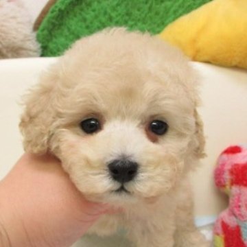 タイニープードル【大阪府・女の子・2025年10月20日・ペールフォーン(シャンパン)】の写真「ＰＲＡ,DM発症なし。」