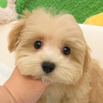 マルプー(マルチーズ×トイプードル)【大阪府・男の子・2025年6月12日・ペールフォーン(クリーム)】の写真「とても可愛い子です。両親とも毛が抜けない犬種です」