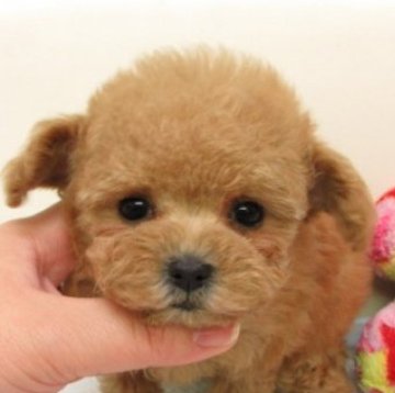 トイプードル(ティーカップ)【大阪府・女の子・2025年10月12日・オレンジフォーン(アプリコット)】の写真「ＰＲＡ,DM発症なし。」