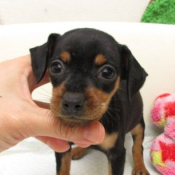 ミニチュアピンシャー【大阪府・女の子・2025年9月29日・ブラック&タン】の写真「変性性脊髄症（DM)発症なし。」