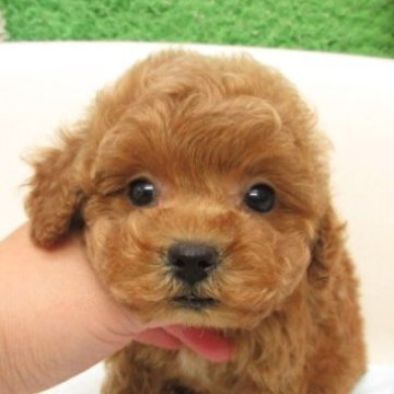 トイプードル(タイニー)【大阪府・男の子・2025年9月13日・レッドフォーン(レッド)】の写真「ＰＲＡ,DM発症なし。」