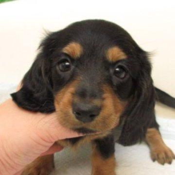 ミニチュアダックスフンド(ロング)【大阪府・女の子・2025年9月9日・ブラック&タン】の写真「PRA発症しません。」