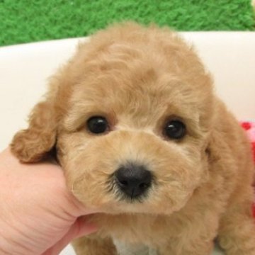 タイニープードル【大阪府・男の子・2025年11月1日・オレンジフォーン(アプリコット)】の写真「ＰＲＡ,DM発症なし。」