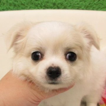 チワワ(ロング)【大阪府・男の子・2025年9月2日・クリーム】の写真「★PRA発症しません。」