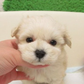 マルプー(マルチーズ×トイプードル)【大阪府・男の子・2025年11月3日・クリーム】の写真「とても可愛い子です。両親とも毛が抜けない犬種です。」