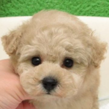 ティーカッププードル【大阪府・男の子・2025年10月4日・ペールフォーン(シャンパン)】の写真「ＰＲＡ,DM発症なし。ティー～タイニー小ぶり予想。」