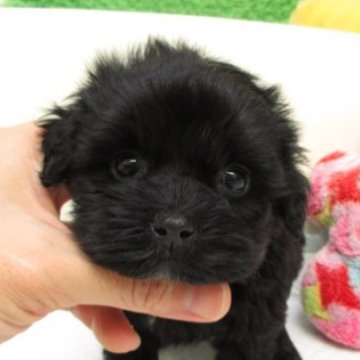 ヨープー(ヨークシャーテリア×トイプードル)【大阪府・女の子・2025年10月1日・ブラック】の写真「トイプードル×ヨークシャーテリアの可愛い子です」