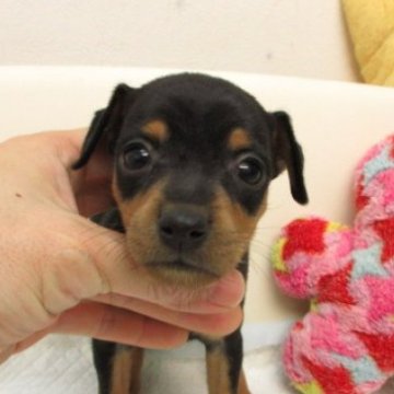 ミニチュアピンシャー【大阪府・女の子・2025年9月17日・ブラック&タン】の写真「変性性脊髄症（DM)発症なし。」