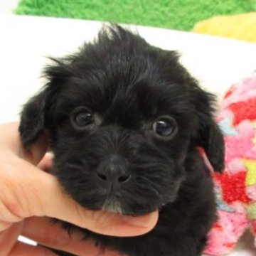 ヨープー(ヨークシャーテリア×トイプードル)【大阪府・男の子・2025年10月1日・ブラック】の写真「トイプードル×ヨークシャーテリアの可愛い子です。」