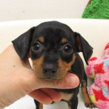 ミニチュアピンシャー【大阪府・女の子・2025年9月29日・ブラック&タン】の写真「変性性脊髄症（DM)発症なし。」