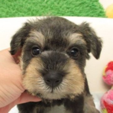 ミニチュアシュナウザー【大阪府・男の子・2025年9月10日・ソルト&ペッパー】の写真「大変可愛い子が産まれました(*^_^*)」