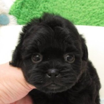 シープー(トイプードル×シーズー)【大阪府・男の子・2025年9月25日・ブラック】の写真「とても可愛い子です。両親とも毛が抜けない犬種です」