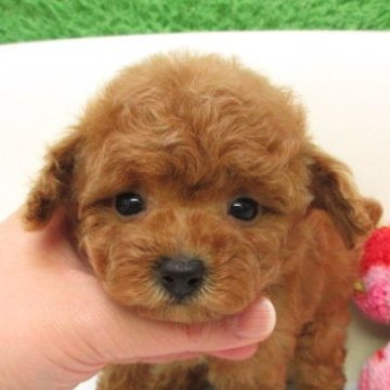 トイプードル(ティーカップ)【大阪府・女の子・2025年10月29日・レッドフォーン(レッド)】の写真「ＰＲＡ,DM発症なし。」
