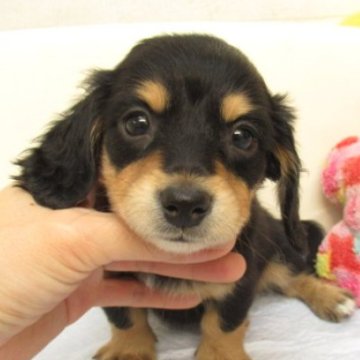 ミニチュアダックスフンド(ロング)【大阪府・女の子・2024年12月24日・ブラック&タン】の写真「ＰＲＡ発症しません。両親犬ともＰＲＡクリアーです。」