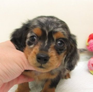 ミニチュアダックスフンド(ロング)【大阪府・女の子・2025年10月30日・シルバー&タン、ダップル】の写真「ＰＲＡ発症しません。」