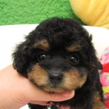 タイニープードル【大阪府・女の子・2025年9月18日・ブラック&タン】の写真「ＰＲＡ,DM発症なし。タイニーサイズ予想」
