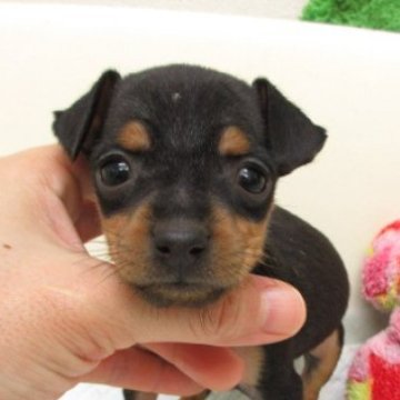 ミニチュアピンシャー【大阪府・女の子・2025年9月29日・ブラック&タン】の写真「変性性脊髄症（DM)発症なし」