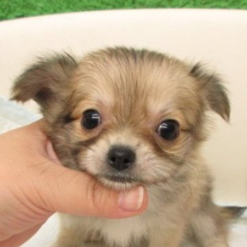 チワワ(ロング)【大阪府・男の子・2025年9月3日・フォーン】の写真「★PRA発症しません。」