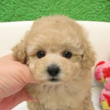 トイプードル(タイニー)【大阪府・女の子・2025年10月20日・ペールフォーン(シャンパン)】の写真「ＰＲＡ,DM発症なし。タイニーサイズ小さめ予想です」