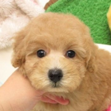 トイプードル(トイ)【大阪府・男の子・2025年8月27日・オレンジフォーン(アプリコット)】の写真「ＰＲＡ,DM発症なし。トイサイズ予想です。」