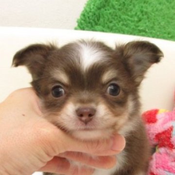 チワワ(ロング)【大阪府・男の子・2025年10月27日・チョコレート、タン&ホワイト】の写真「★PRA発症しません。」