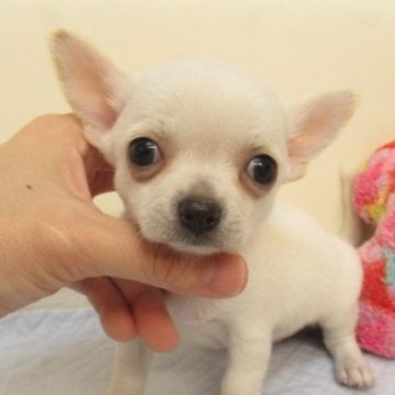 チワワ(スムース)【大阪府・男の子・2025年1月13日・ホワイト&クリーム】の写真「★PRA発症しません。★」