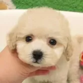 タイニープードル