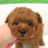 トイプードル(タイニー)