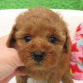 トイプードル(タイニー)