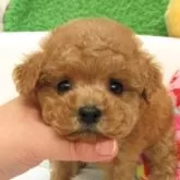 タイニープードル