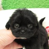 シープー(トイプードル×シーズー)