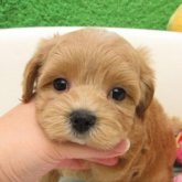 マルプー(マルチーズ×トイプードル)