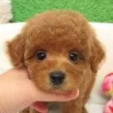タイニープードル