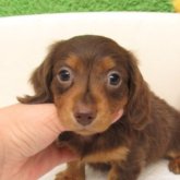 ミニチュアダックスフンド(ロング)