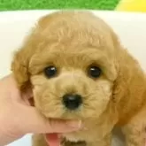 タイニープードル