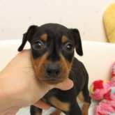 ミニチュアピンシャー