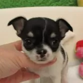 チワワ(スムース)