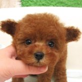 トイプードル(ティーカップ)