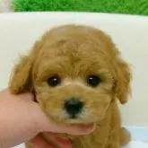 タイニープードル