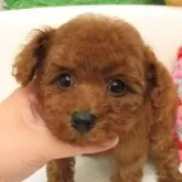タイニープードル