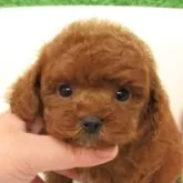 ティーカッププードル