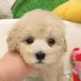 タイニープードル