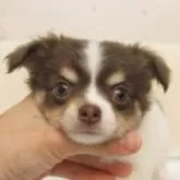 チワワ(ロング)