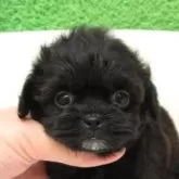 シープー(トイプードル×シーズー)【大阪府・女の子・2025年9月25日・ブラック(レッド)】の写真1